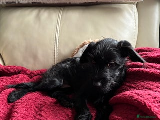 Mixed Breed dogs Bed Italian greyhound x miniature poodle - Advert 6