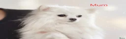 Pomeranian dogs for sale: Amazing Pomeranian  **  Puppy pure White colour in Salford - Advert 4