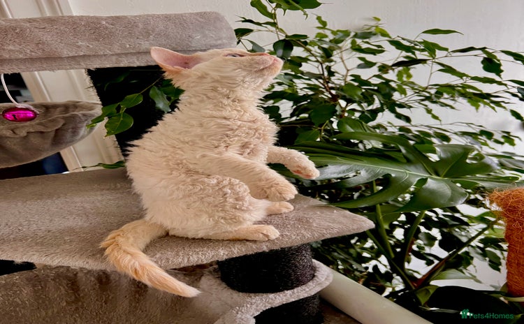 Selkirk Rex cats - Advert 1