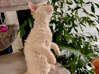 Selkirk Rex cats - Advert 1