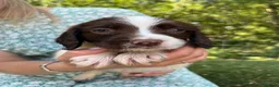 English Springer Spaniel dogs for sale: English Springer Spaniels in Montgomery - Advert 6