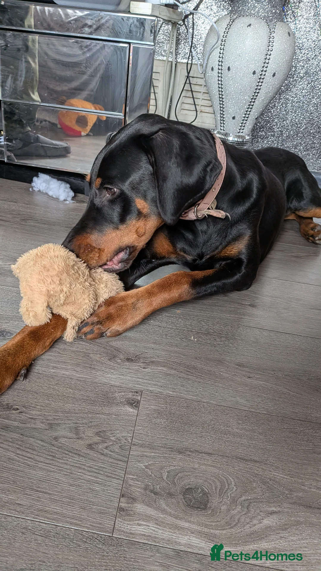 Dobermann dogs for sale: Doberman female 7 months  in Alfreton - Advert 2
