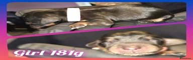 Miniature Dachshund Puppy 4
