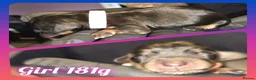 Miniature Dachshund dogs for sale: Longhaired Miniature Dachshunds  - Advert 3