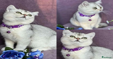 British Shorthair cats - Advert 3