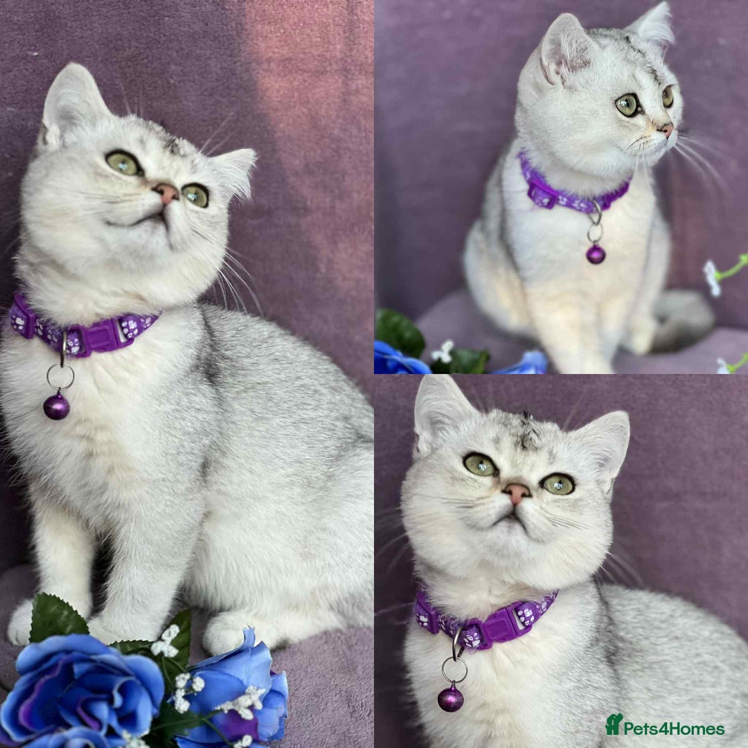British Shorthair cats for sale: Lovely BSH kittens - ready for their forever homes - Image 2
