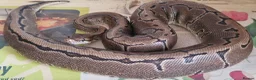 Python Snake reptiles for sale: Royal Python - Pinstripe - Advert 1