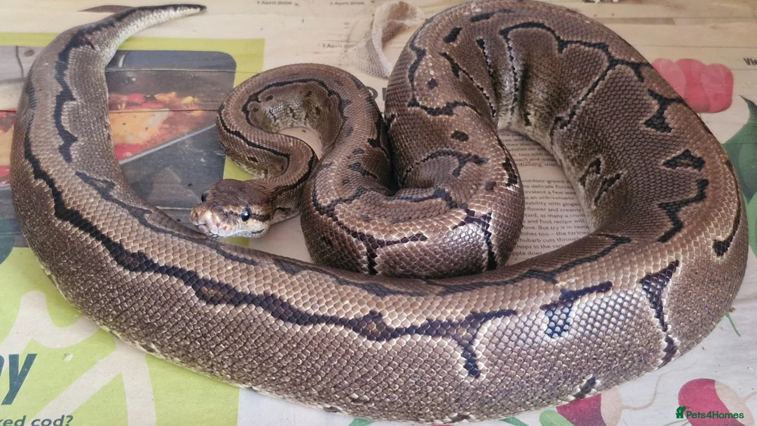 Python Snake reptiles for sale: Royal Python - Pinstripe - Advert 1