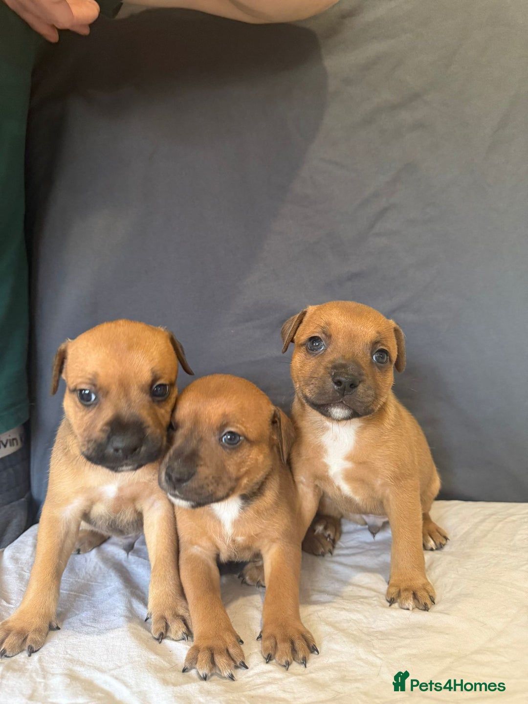 Staffordshire Bull Terrier dogs for sale: COI 3.6% Red staffordshire bull terrier's - Advert 5