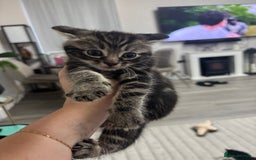 Siamese cats for sale: Beautiful Fluffy Siamese-Tabby Mix Kittens  - Image 10