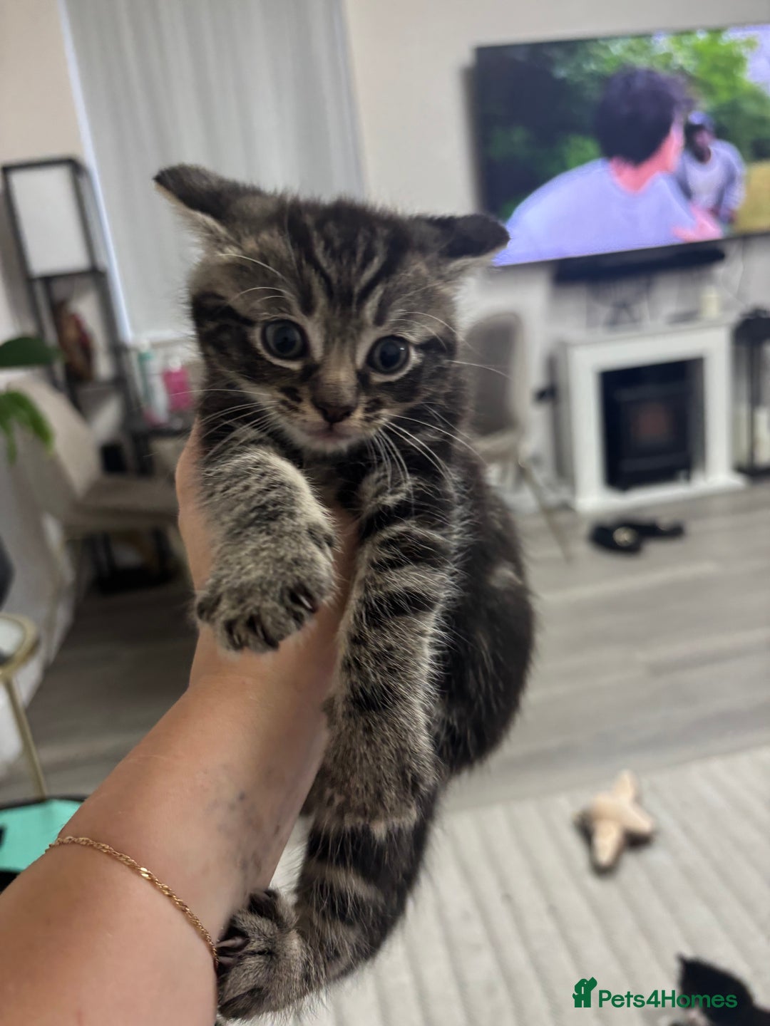 Siamese cats for sale: Beautiful Fluffy Siamese-Tabby Mix Kittens  - Image 10