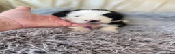 Old English Sheepdog dogs for sale: Old English sheep dog puppies  - Advert 14