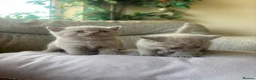 British Shorthair cats for sale: lilac british shorthair kittens - Advert 11