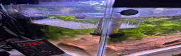 Axolotl reptiles for sale: Axolotl eggs - Advert 2