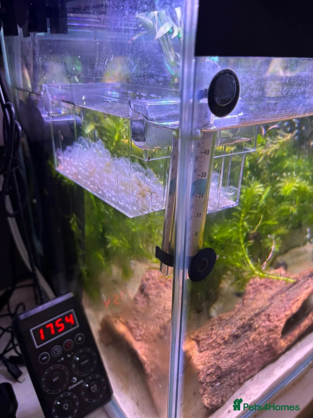 Axolotl reptiles for sale: Axolotl eggs - Advert 2