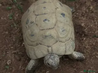 Tortoise reptiles Tortoise for sale - Advert 3