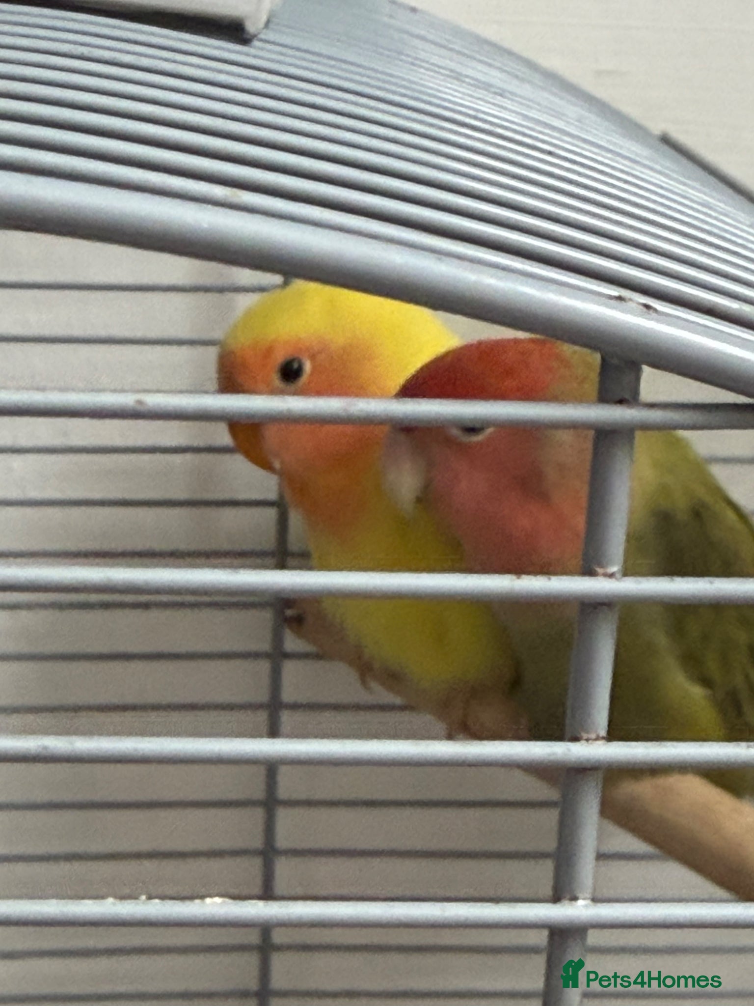 Lovebirds birds Baby lovebird - Advert 10