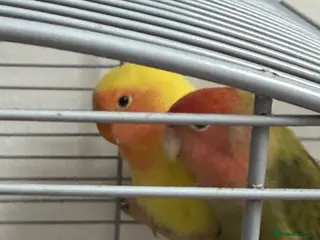 Lovebirds birds Baby lovebird - Advert 10