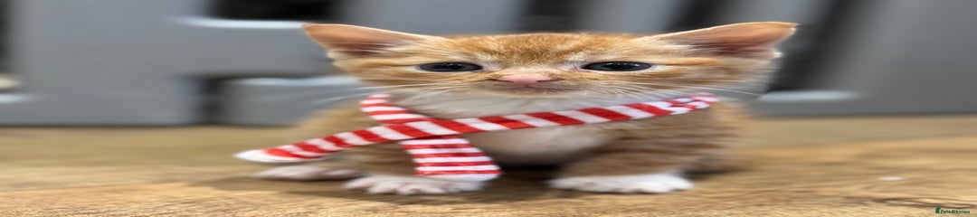 Mixed Breed Kitten 1