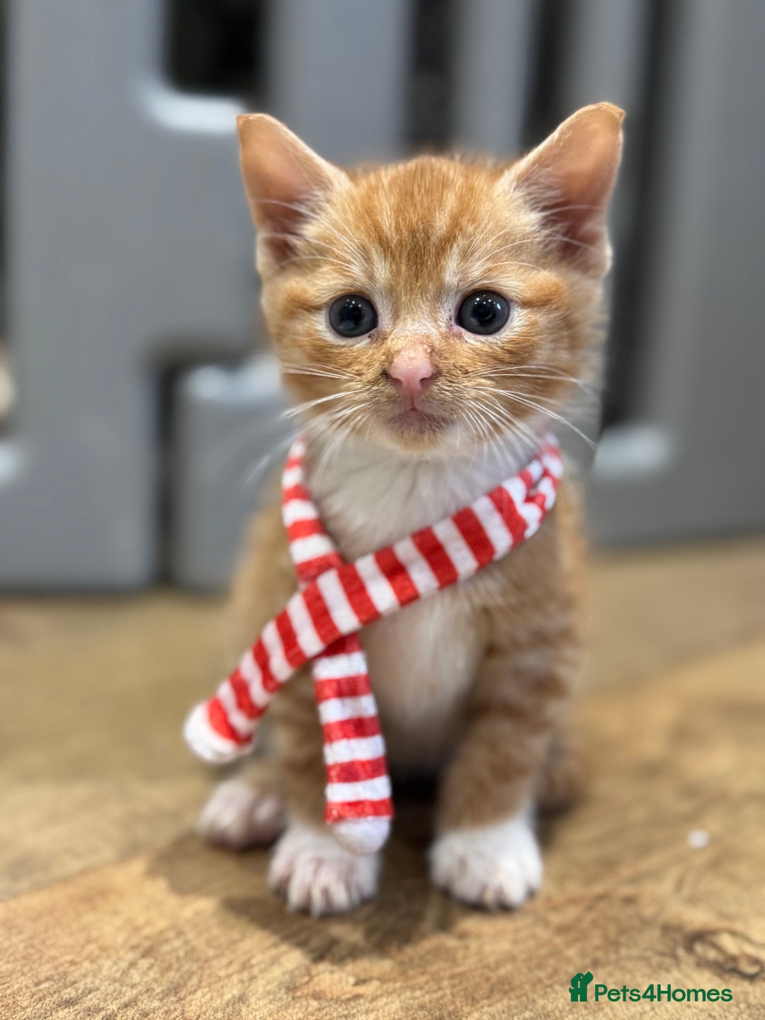 Mixed Breed cats for sale: Last 3 Adorable Ginger Males 🧡 - Advert 1