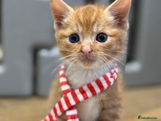 Mixed Breed cats Last 3 Adorable Ginger Males 🧡 - Advert 2