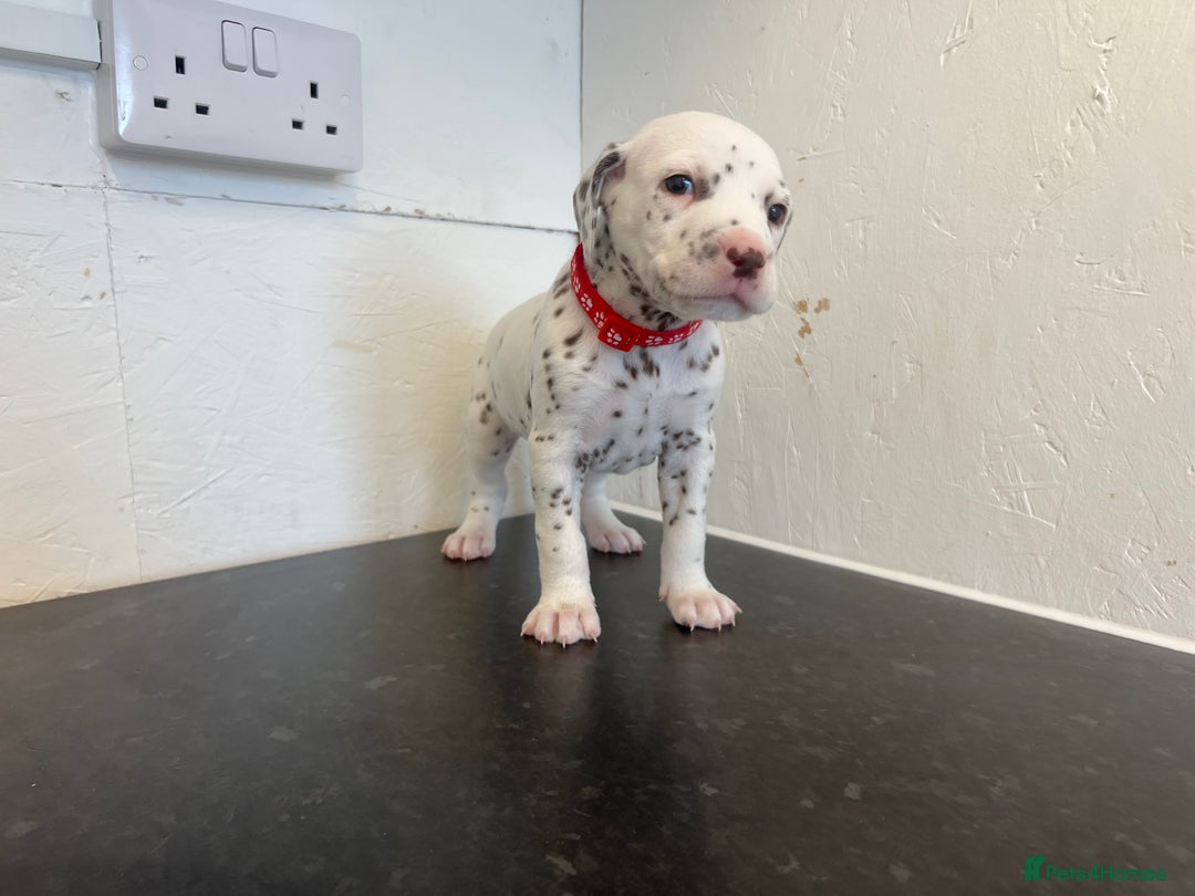 Dalmatian dogs for sale: 🐶 Stunning Dalmatian Puppies Ready 28th August 🐶 - Image 11