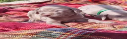 Weimaraner dogs for sale: Weimaraner Puppies For Sale  - Advert 1