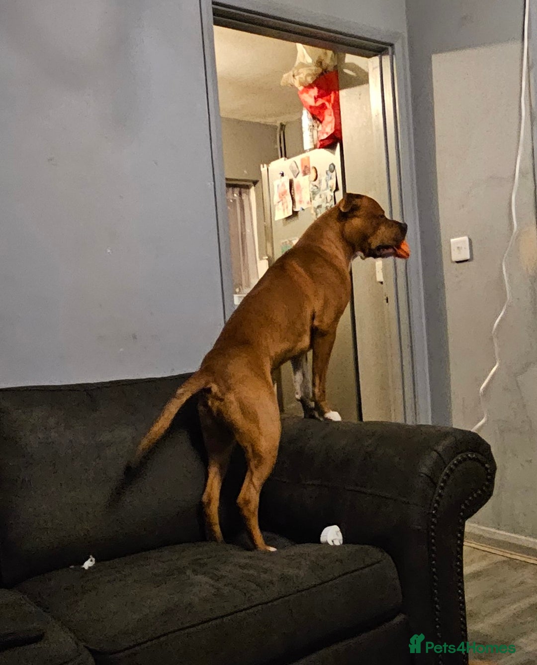 Mixed Breed dogs for sale: Male Staffy  ** tiff x Ridgeback 1 year old - Advert 4