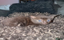 Domestic Shorthair cats for sale: Tortoise Shell X British Longhaired Kittens  - Image 9