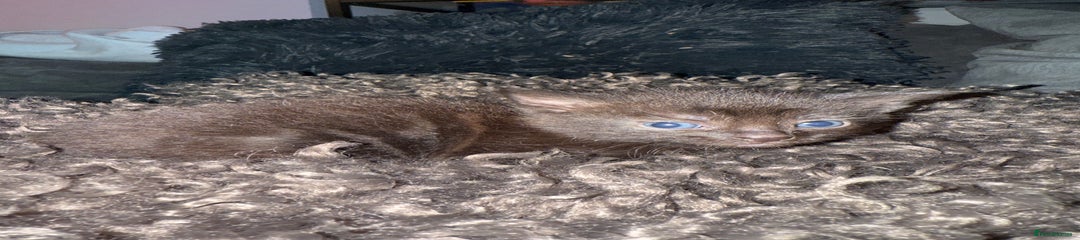 Flow - Black Kitten 5