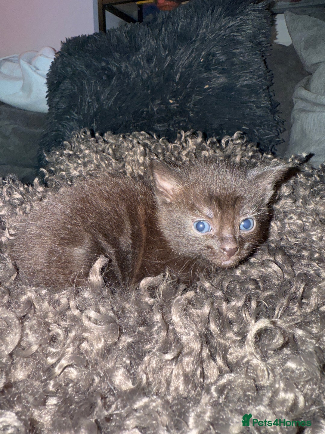 Domestic Shorthair cats for sale: Tortoise Shell X British Longhaired Kittens  - Image 9