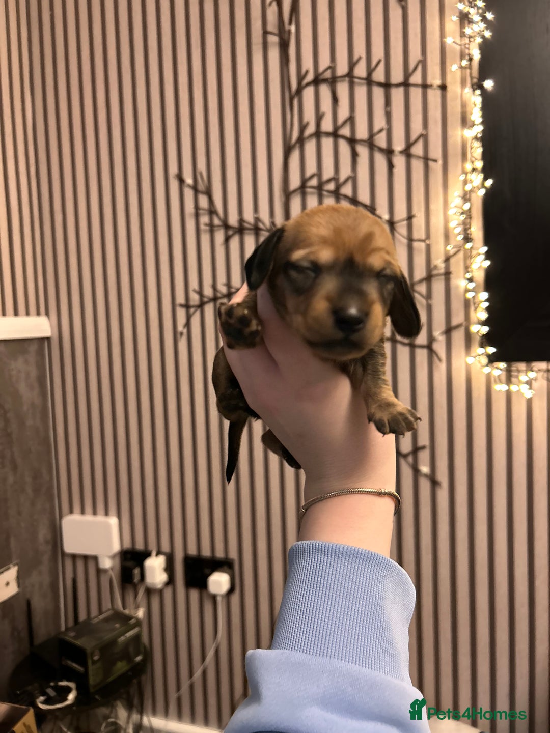Dachshund dogs for sale: Litter of 8 beautiful dachshund puppies🩵🩷 - Advert 17