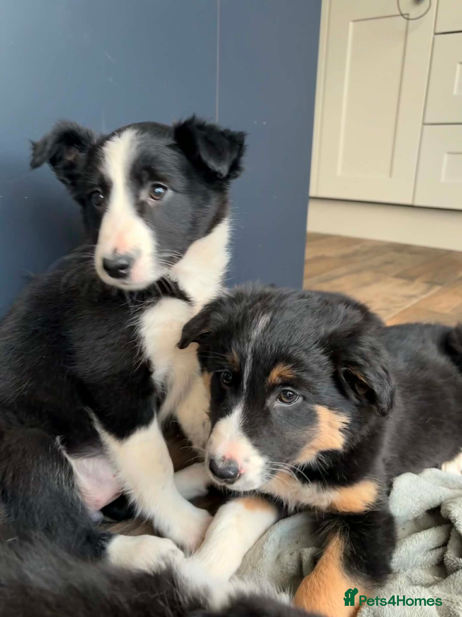 Border Collie dogs Beautiful Border Collie Puppies  - Advert 13