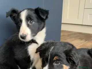Border Collie dogs Beautiful Border Collie Puppies - Advert 13