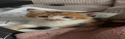 British Shorthair cats for sale: 5 stunning kittens for sale in Feltham - Advert 4
