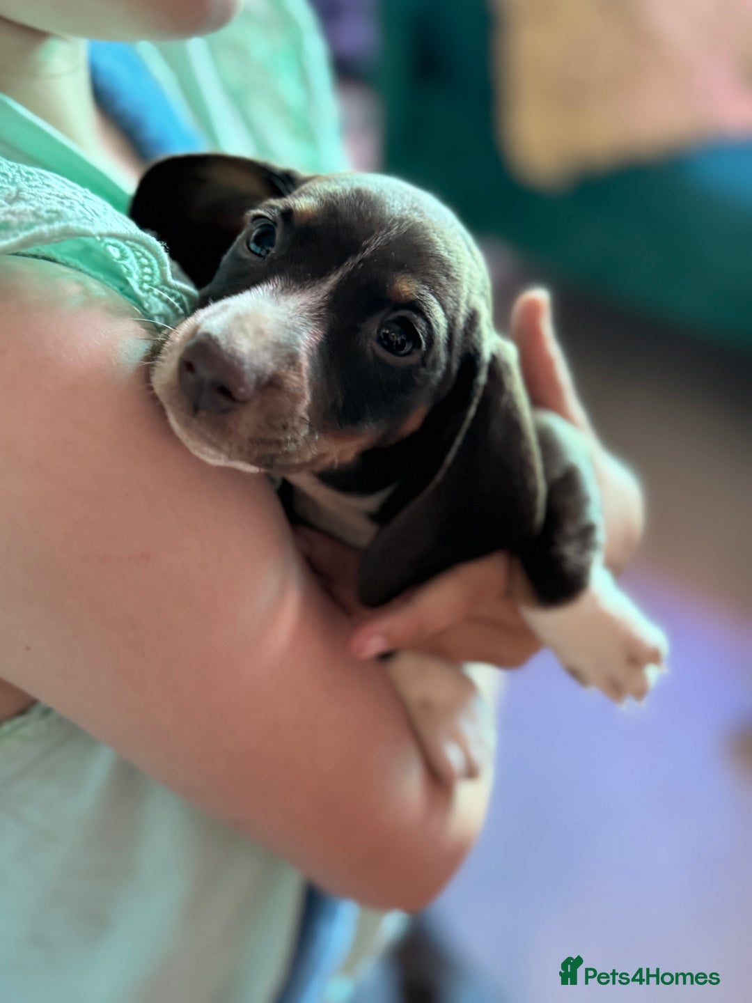 Dachshund dogs for sale: Beautiful dachshund puppies  - Image 2