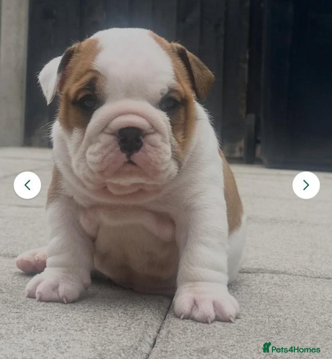 English Bulldog dogs for sale: Beautiful KC reg English Bulldogs - Advert 5