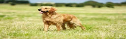 Golden Retriever dogs for stud: Stunning golden retriever  in Doncaster - Advert 14