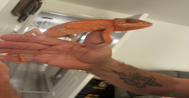 Chameleon reptiles - Advert 3
