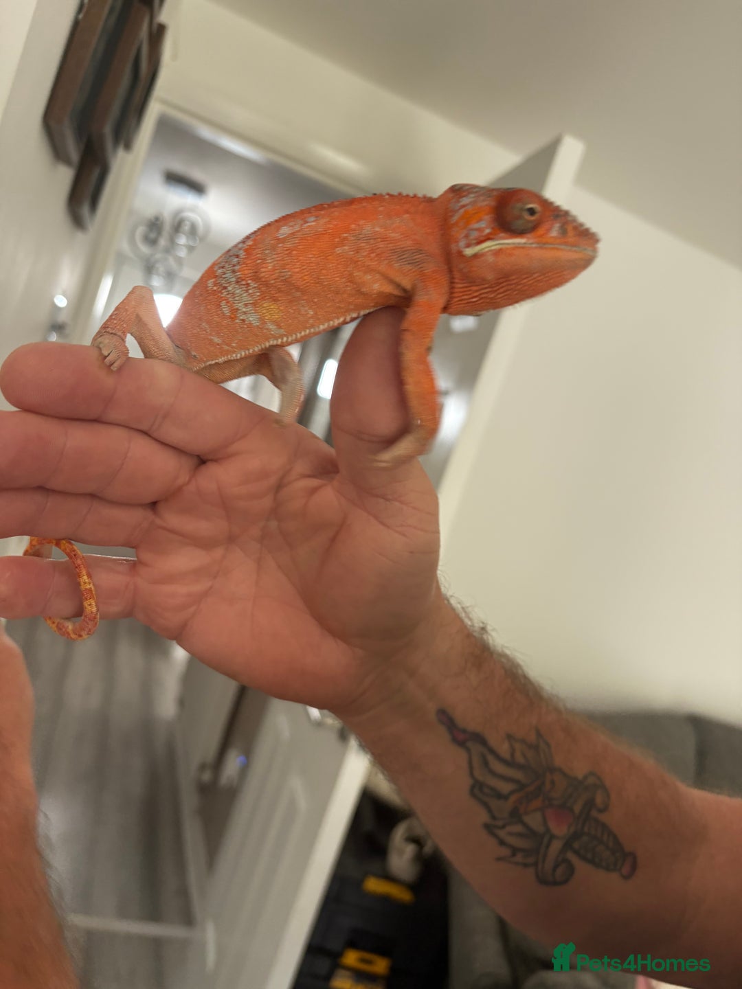 Chameleon reptiles for sale: Female chameleon  - Image 3