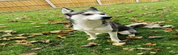 Siberian Husky dogs for sale:  Rehoming: Loving 2-Year-Old Siberian Husky Boy 🐾 in Peterborough - Advert 2