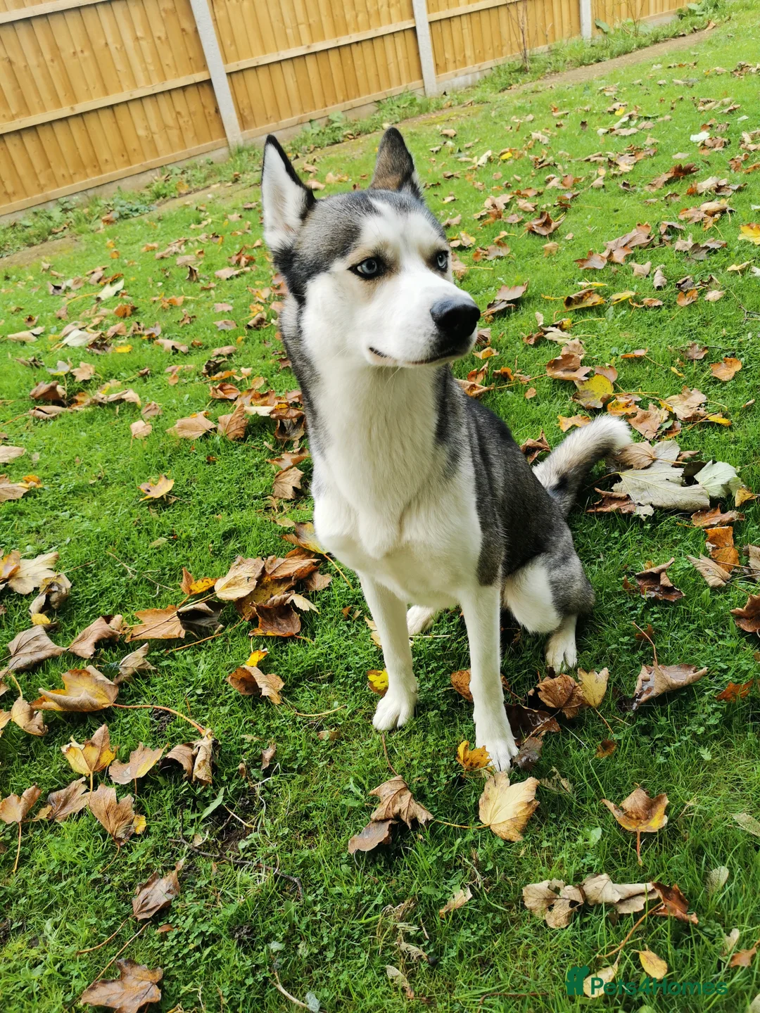 Siberian Husky dogs for sale:  Rehoming: Loving 2-Year-Old Siberian Husky Boy 🐾 in Peterborough - Advert 2