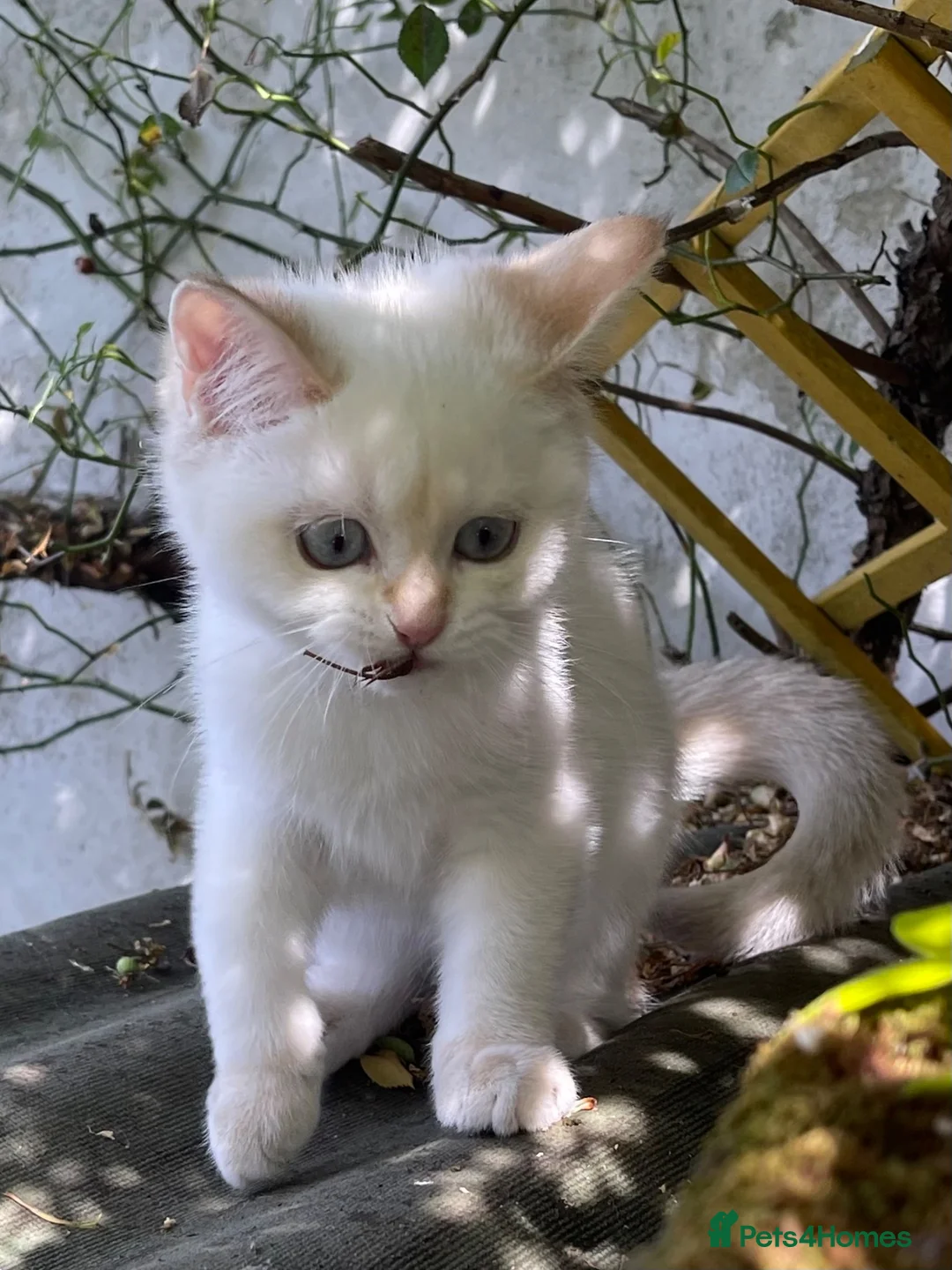 British Shorthair cats for sale: Golden, Golden Colourpoint & Silver Tipped - Advert 2