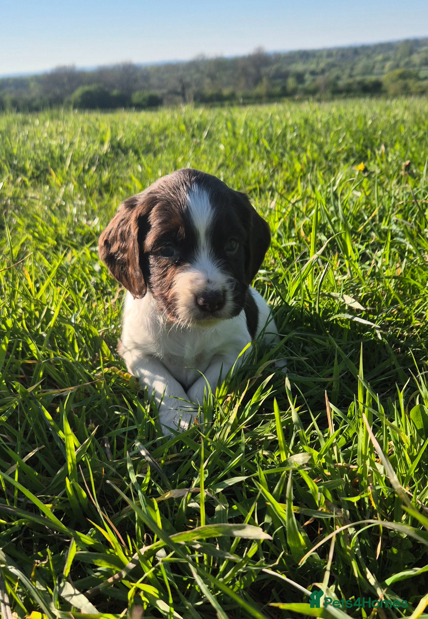 Sprocker dogs F1 sprocker puppies  - Advert 3