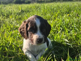 Sprocker dogs F1 sprocker puppies - Advert 3