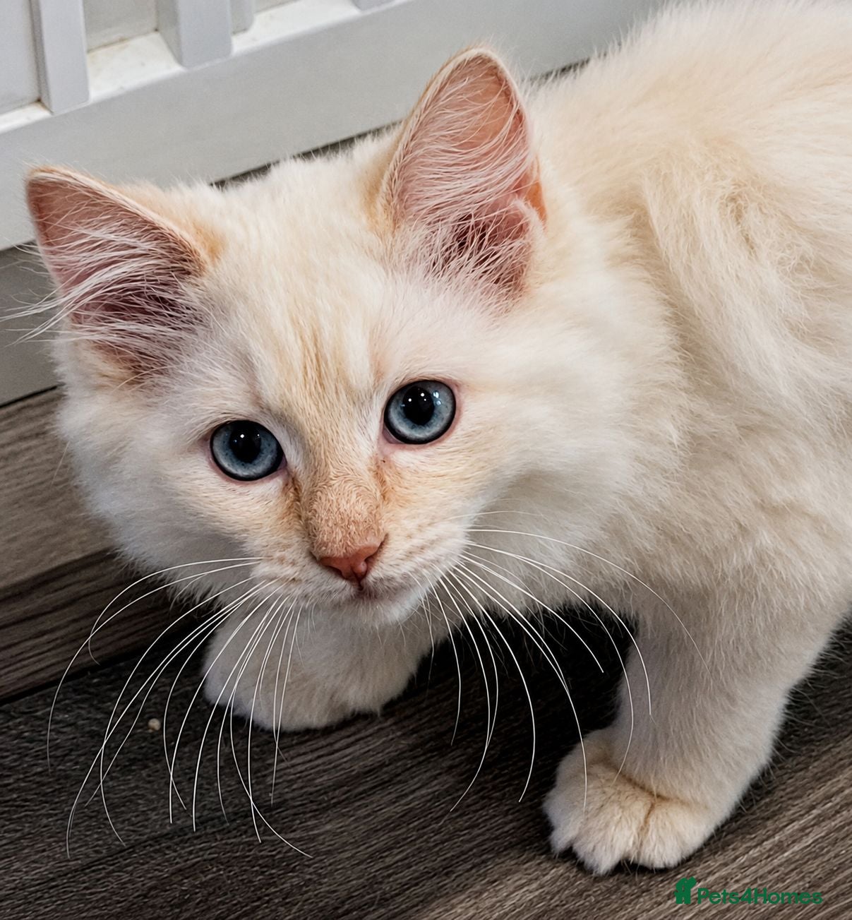 Ragdoll cats Rare 1 Rare Cream Point Ragdoll Kitten Available - Advert 1
