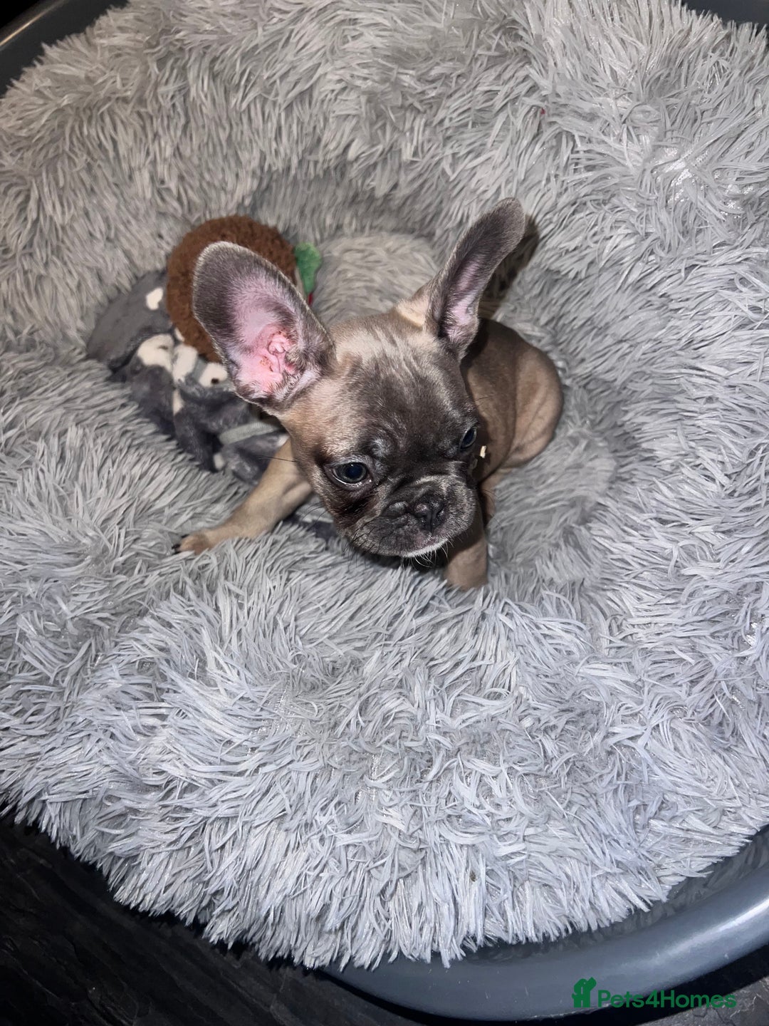 French Bulldog dogs for sale: Little girl looking for her own family 🏡❤️ - Advert 5