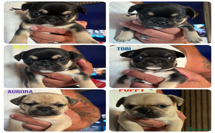 Frug dogs - Advert 7