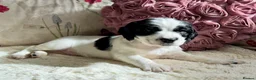 Sprocker dogs for sale: Beautiful Sprocker Spaniel pups - Advert 25