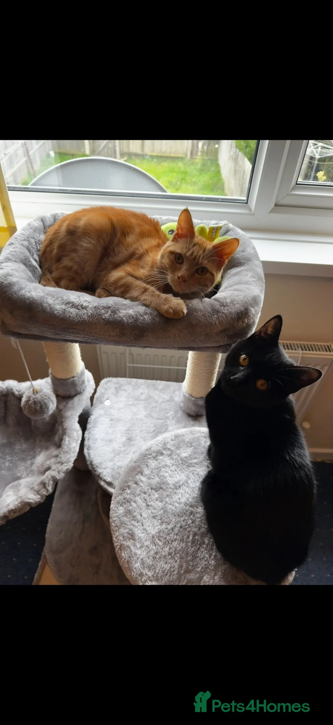 Mixed Breed cats for sale: Rehoming  in Eastbourne - Advert 2
